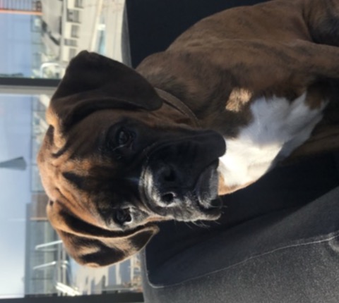 Dr. Lepczyk's boxer puppy